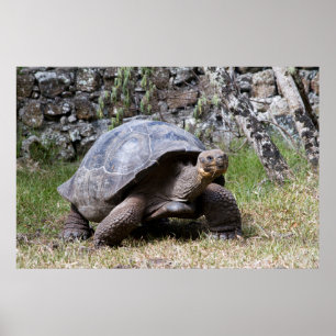 Riesenschildkröte   Galapagos Poster