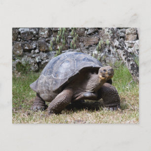 Riesenschildkröte   Galapagos Postkarte