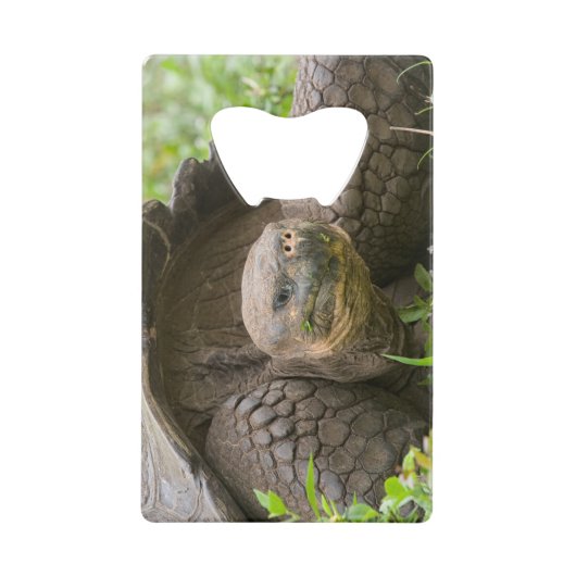 Riesenschildkröte Geldbeutel Flaschenöffner (Vorderseite)