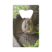 Riesenschildkröte Geldbeutel Flaschenöffner (Rückseite)