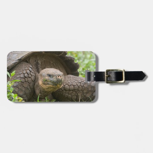 Riesenschildkröte Gepäckanhänger (Vorderseite horizontal)