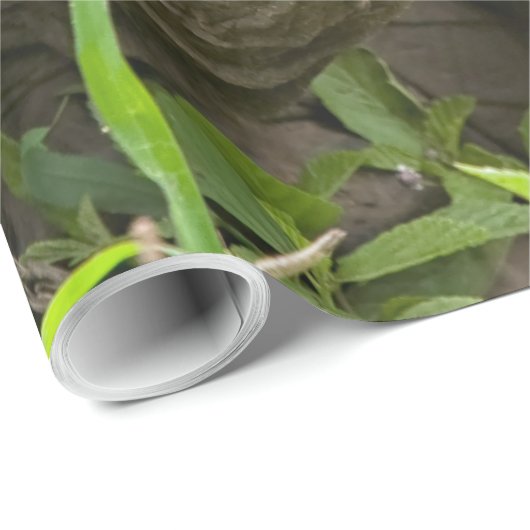 Riesenschildkröte Geschenkpapier (Rolleneckpunkt)