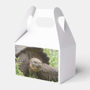 Riesenschildkröte Geschenkschachtel