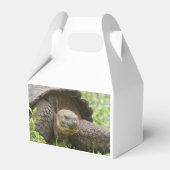 Riesenschildkröte Geschenkschachtel (Vorderseite)