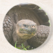 Riesenschildkröte Getränkeuntersetzer (Vorne)