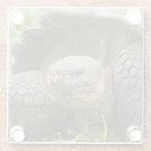 Riesenschildkröte Glasuntersetzer (Rückseite)