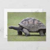 Riesenschildkröte im Gras Postkarte (Vorne/Hinten)