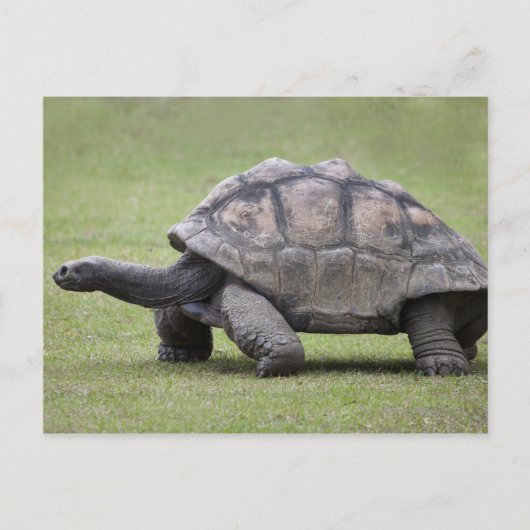 Riesenschildkröte im Gras Postkarte (Vorderseite)