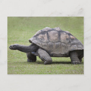 Riesenschildkröte im Gras Postkarte