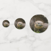 Riesenschildkröte Konfetti (Vorderseiten)