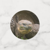 Riesenschildkröte Konfetti (Klein Vorderseite)