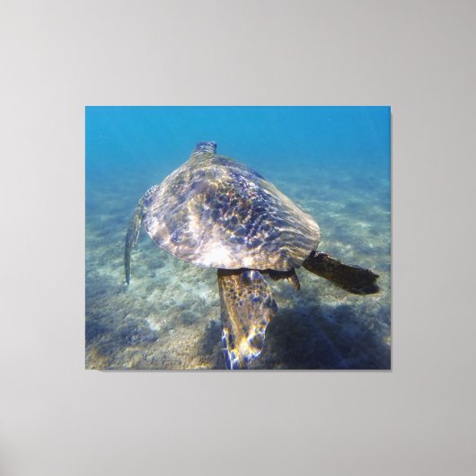 Riesenschildkröte Leinwanddruck (Vorderseite)