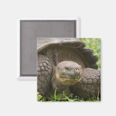 Riesenschildkröte Magnet (Vorderseite/Rückseite)