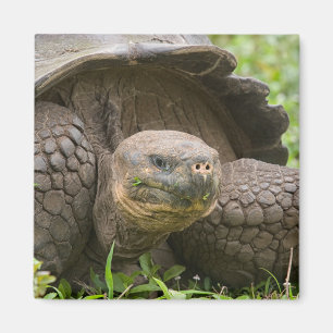 Riesenschildkröte Magnet