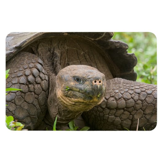 Riesenschildkröte Magnet (Horizontal)