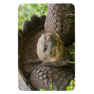Riesenschildkröte Magnet