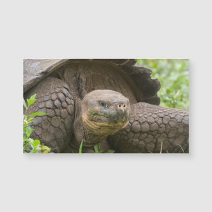 Riesenschildkröte Magnetkarte