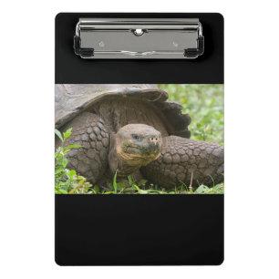 Riesenschildkröte Mini Klemmbrett