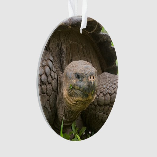 Riesenschildkröte Ornament (Vorderseite)