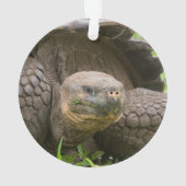 Riesenschildkröte Ornament (Rückseite)