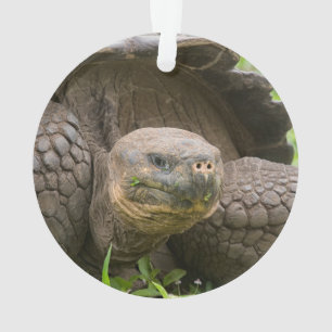 Riesenschildkröte Ornament