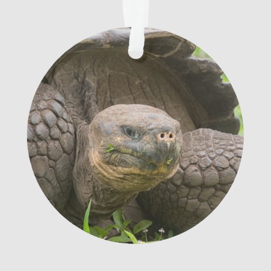 Riesenschildkröte Ornament (Rückseite)