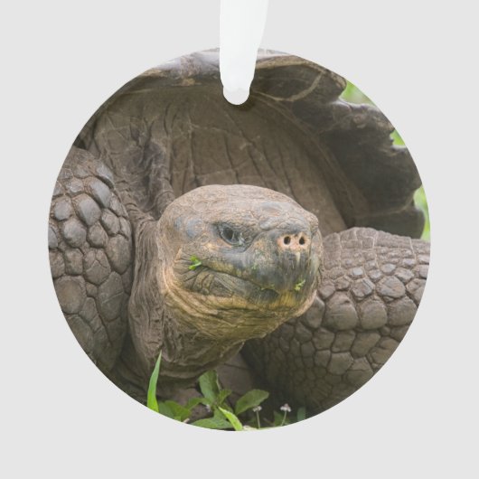 Riesenschildkröte Ornament (Vorderseite)