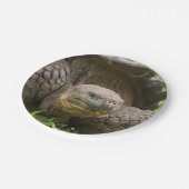 Riesenschildkröte Pappteller (Schrägansicht)