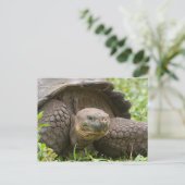 Riesenschildkröte Postkarte (Stehend Vorderseite)