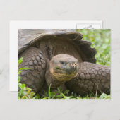 Riesenschildkröte Postkarte (Vorne/Hinten)