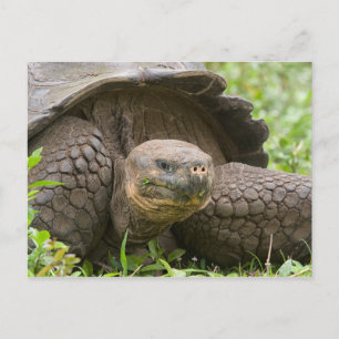 Riesenschildkröte Postkarte