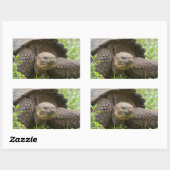 Riesenschildkröte Rechteckiger Aufkleber (Blatt)