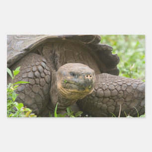 Riesenschildkröte Rechteckiger Aufkleber