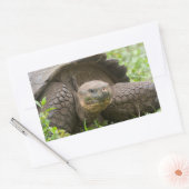 Riesenschildkröte Rechteckiger Aufkleber (Umschlag)