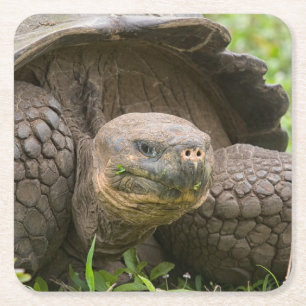 Riesenschildkröte Rechteckiger Pappuntersetzer