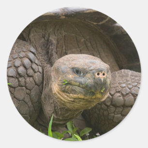 Riesenschildkröte Runder Aufkleber