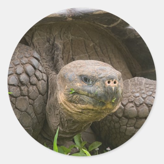 Riesenschildkröte Runder Aufkleber (Vorderseite)