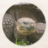 Riesenschildkröte Runder Pappuntersetzer (Vorderseite)