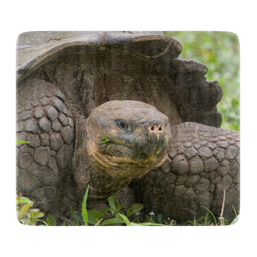 Riesenschildkröte Schneidebrett (Vorderseite)