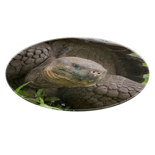 Riesenschildkröte Schneidebrett (Ecke)