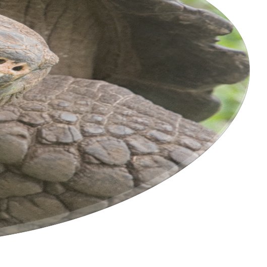 Riesenschildkröte Schneidebrett (Ecke)