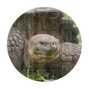 Riesenschildkröte Schneidebrett