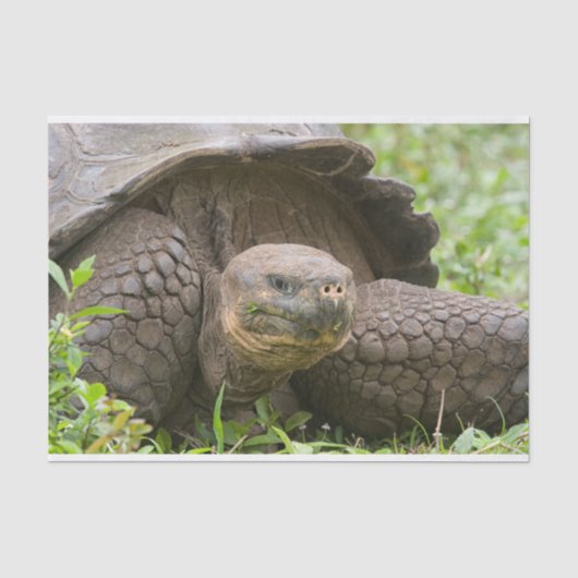 Riesenschildkröte Seidenpapier (Vorderseite)