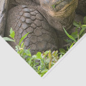 Riesenschildkröte Seidenpapier (Ausschnitt)