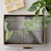 Riesenschildkröte Seidenpapier (Geschenk)