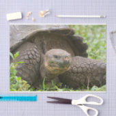 Riesenschildkröte Seidenpapier (Handwerk)