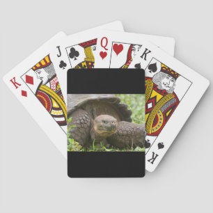 Riesenschildkröte Spielkarten