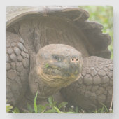 Riesenschildkröte Steinuntersetzer (Vorderseite)