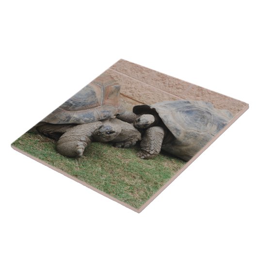 Riesenschildkröten Fliese (Seite)