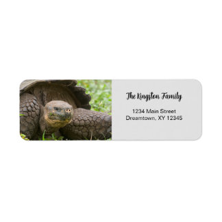 Riesenschildkröten-Foto personalisierte Rücksendea